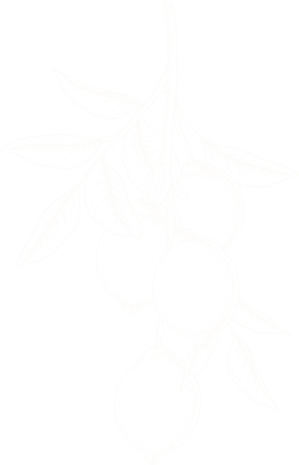 citron 1